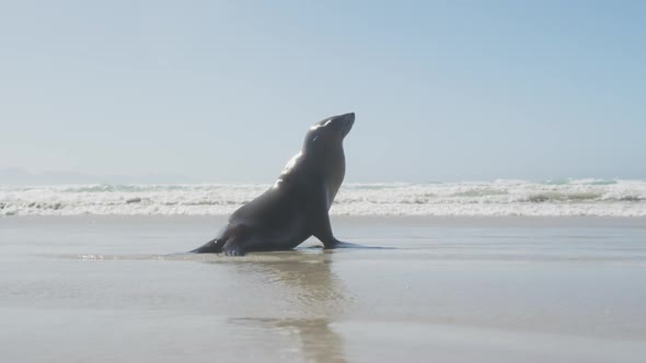 Seal on the beach on sunny day