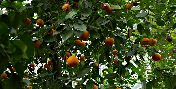Grapefruit & Oranges
