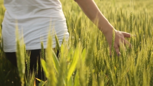 Girl Hand On Wheat Field