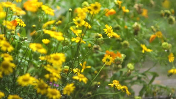 Rain In The Garden