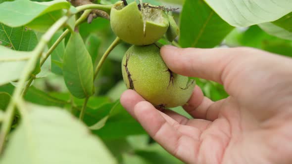 Walnut is the Nut of Any Tree of the Genus Juglans Family