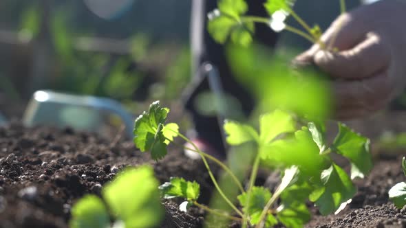 Plant the Green Young Seedlings Into the Ground with your Hands