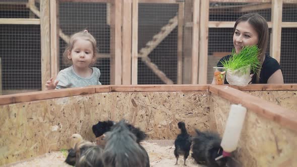 Young Beautiful Mother with Little Daughter Is Feed Guinea Pigs and Chicks