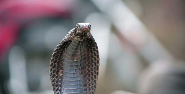 Portrait Of Cobra In India