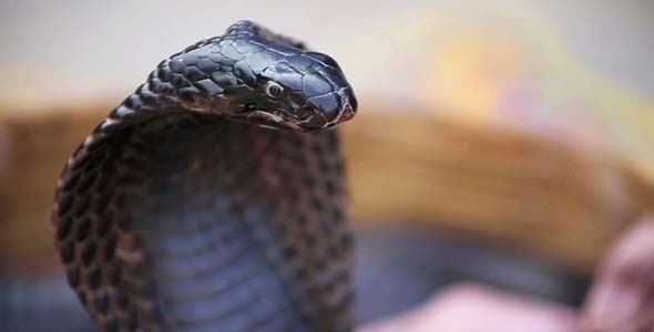 Portrait Of Black Cobra In India