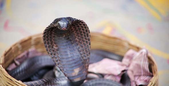 Portrait Of Cobra