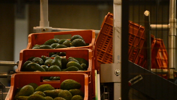 Avocados Boxes Overturning