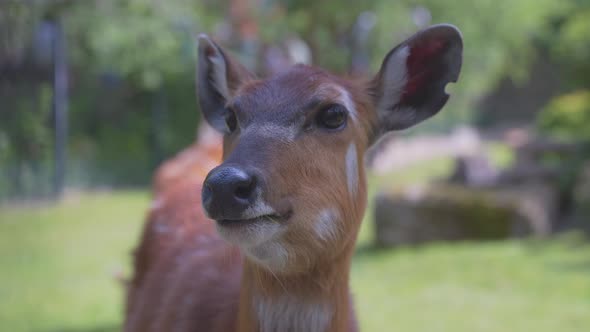 A female sitatunga antelope, sniffing and looking into the camera. Static 4K close-up shot. Green gr