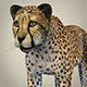 Realistic Cheetah - 3DOcean Item for Sale