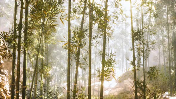 Asian Bamboo Forest with Morning Sunlight