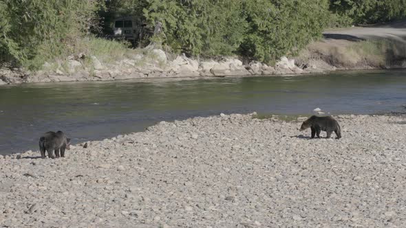 Grizzly Bears on Rocky Shore of River