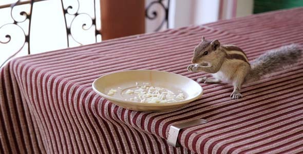 Cute Little Squirrel Eating From Plate