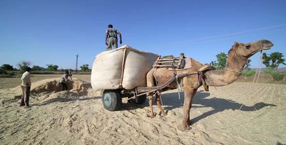 Loading Straw Onto Camel-Driven Cart, India