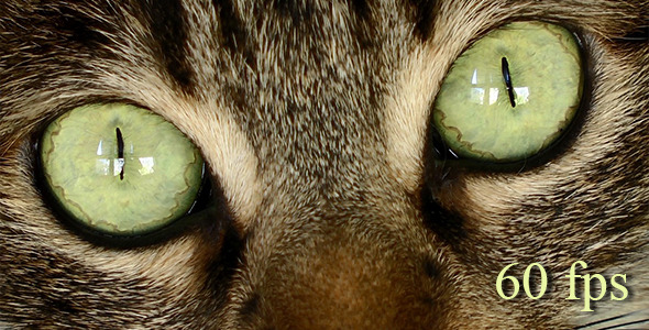 Tiger Cat Eyes 1