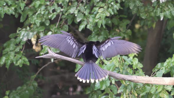 Close up of a black american darter drying its wings wide open while grooming on a branch in nature