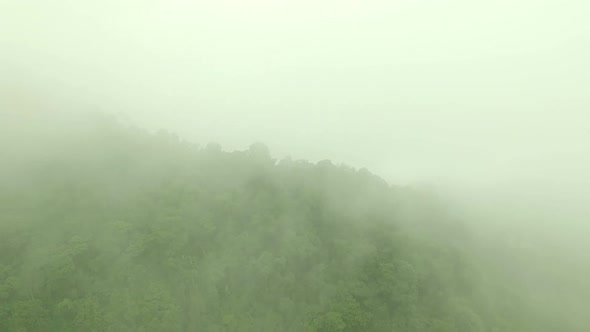 Misty Mountain Forest 02