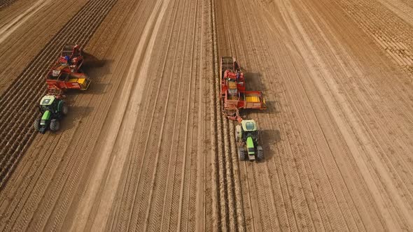 Harvesting Potatoes on the Field