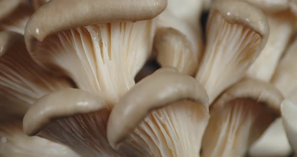 A Bunch of Fresh Fragrant Mushrooms Slowly Rotates