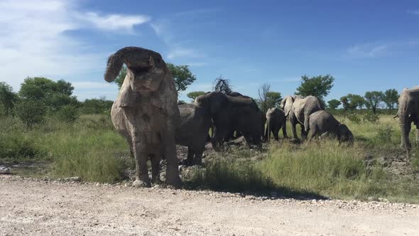 a small herd of African elephants mud bath along a safari road in summer in Etosha National park, na