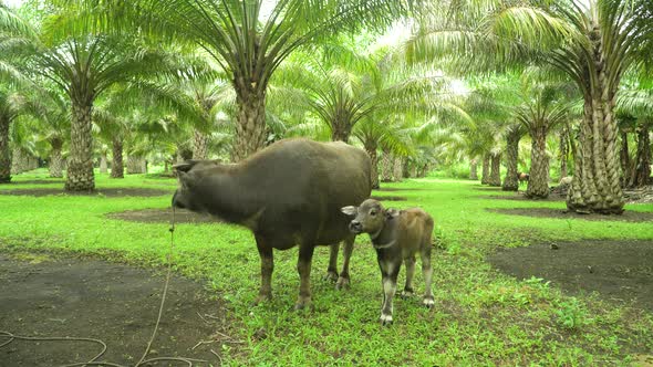 Buffalo in a Palm Grove