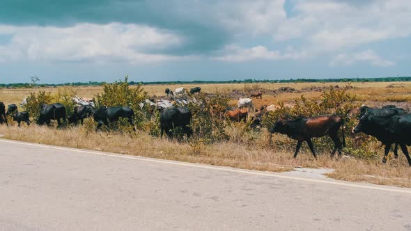 Herd of African Humpback Cows Walking at the Side of the Asphalt Road Zanzibar