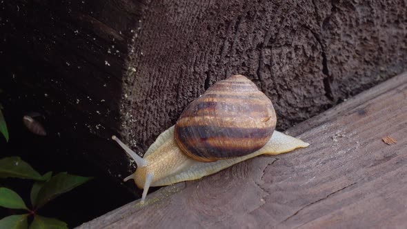 Macro of Beautiful Snail Crawling in Nature. Close Up