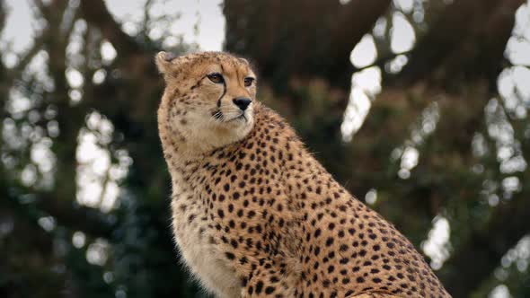 Cheetah Alert and Looking Around