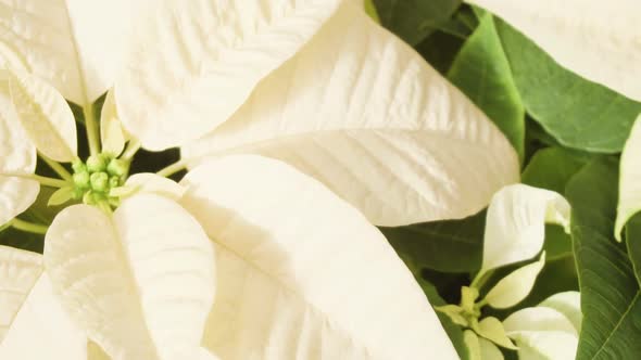 Slow motion. Close up of large poinsettia for Christmas decoration.