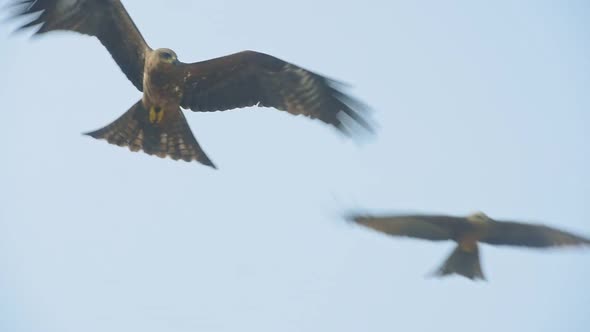 Group Of Hawk Flying Against The Blue Sky Over The Kappil Beach In Varkala, India. - close up shot