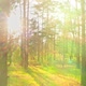 Forest Morning Sun Rays Light Jungle Green Grass Nature Wood Outdoor - VideoHive Item for Sale
