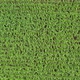 Green Corn Crop Fields on a Sunny Day Aerial Shot Fly Over with Drone - VideoHive Item for Sale