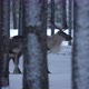 Big Male and Small Female Deer Standing Together in Snowy Pine Forest in Finland - VideoHive Item for Sale