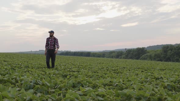 Attractive Man Walks Between Green Field