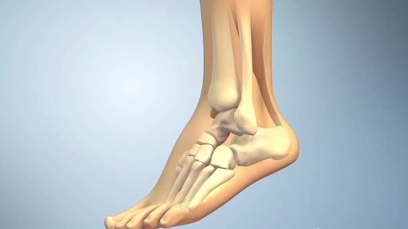 An anatomical structure of the foot