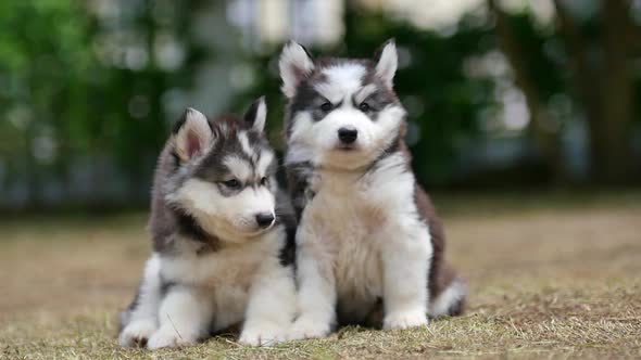 Two Siberian Husky Puppies Sitting In The Park