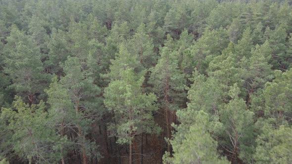 Trees in a Pine Forest During the Day Aerial View