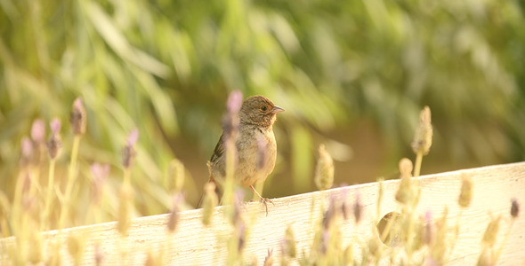 Bird on White Rustic Wooden Fence with Lavender alt