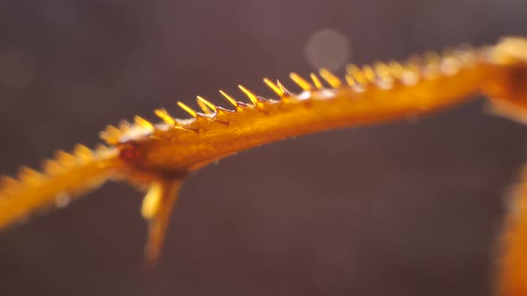 Legs of an Insect