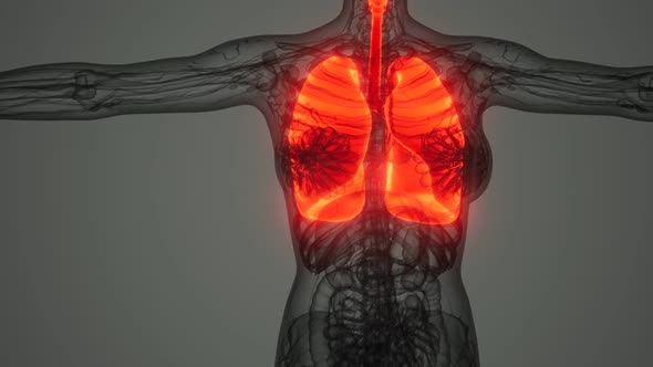 Science Anatomy Scan of Human Lungs alt