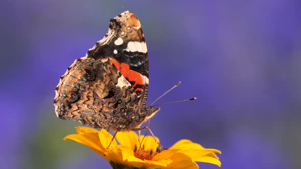 Red admiral butterfly feeding with flower nectar