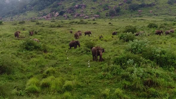 Indian Elephants Herd 