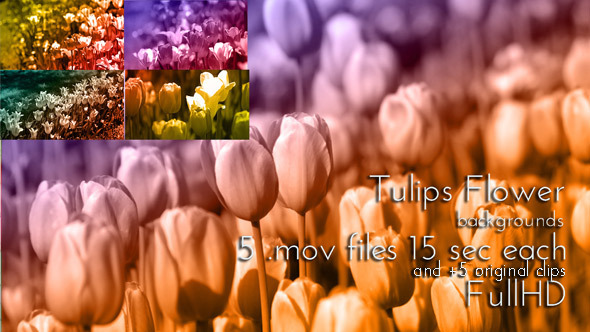 Tulip Spring Flower Duotone Pack 