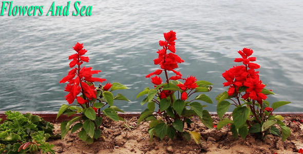 Flowers And Sea