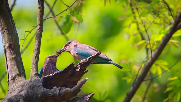 Indian roller in Bardia national park, Nepal