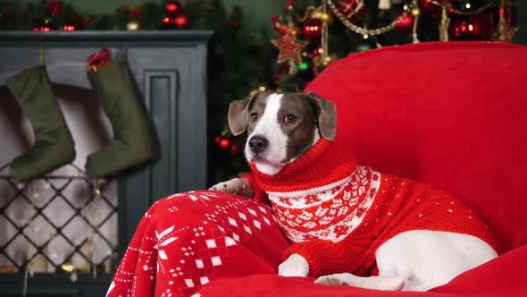 Dog Wearing Christmas Sweater Sitting In Armchair. Xmas Celebration.
