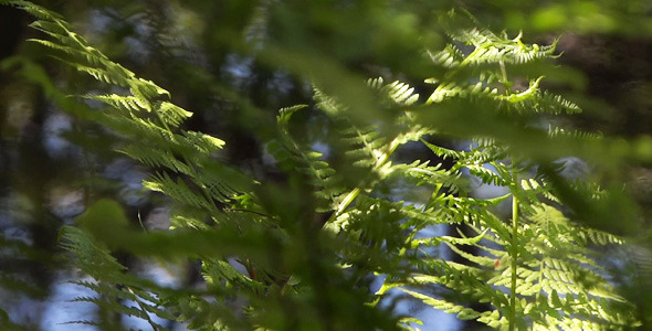 Fern And Water - 04