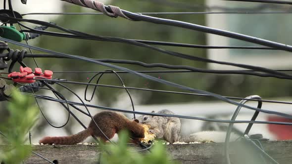 Two Squirrels Eating Food on Electric Pole in Urban Area