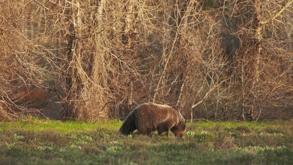 American Grizzly Brown Bear Searching for Food in Green Grass in Golden Sunset