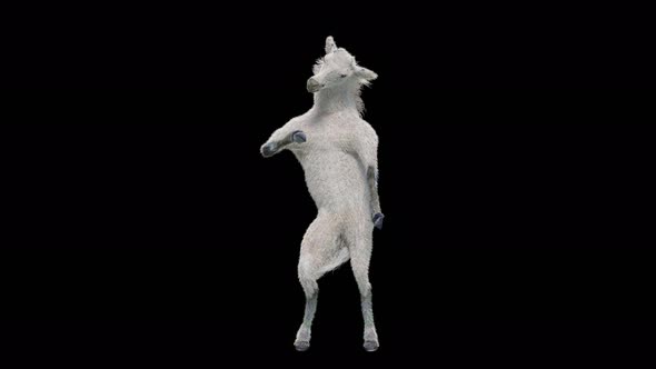 41 White Horse Dancing 4K