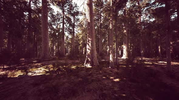 Giant Sequoias Trees or Sierran Redwood Growing in the Forest